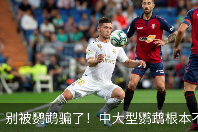 别被鹦鹉骗了！中大型鹦鹉根本不是宠物，是会飞的野生猛禽！